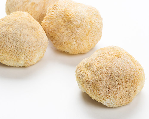 Grzyb Lion's Mane Adaptogeny o charakterystycznej białokremowej barwie z długimi, miękkimi 'soplami' przypominającymi grzywę lwa, rosnący na naturalnym podłożu w leśnym otoczeniu.