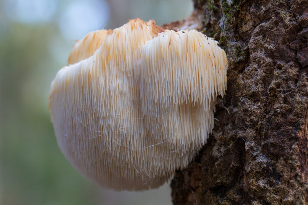 Grzyb Lion's Mane o charakterystycznej białokremowej barwie z długimi, miękkimi 'soplami' przypominającymi grzywę lwa, rosnący na naturalnym podłożu w leśnym otoczeniu. Przyczepiony do drzewa.