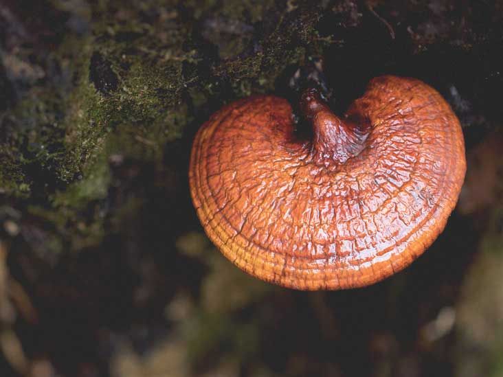 Reishi - grzyb o właściwościach leczniczych